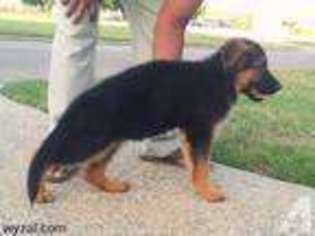 German Shepherd Dog Puppy for sale in GAINESVILLE, TX, USA
