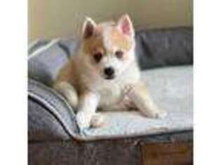 Siberian Husky Puppy for sale in Doon, IA, USA
