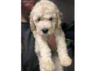 Goldendoodle Puppy for sale in Barstow, CA, USA