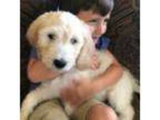 Goldendoodle Puppy for sale in Spring, TX, USA