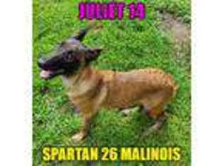 Belgian Malinois Puppy for sale in Philadelphia, PA, USA