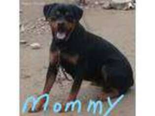 Rottweiler Puppy for sale in Morris, CT, USA