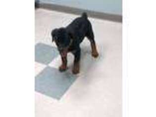 Rottweiler Puppy for sale in New Castle, IN, USA