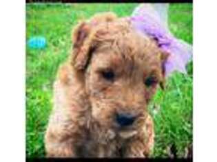 Goldendoodle Puppy for sale in West Paducah, KY, USA