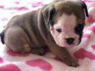 Bulldog Puppy for sale in Stephenville, TX, USA
