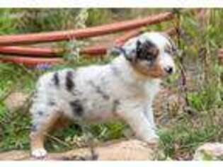 Australian Shepherd Puppy for sale in Grant, CO, USA