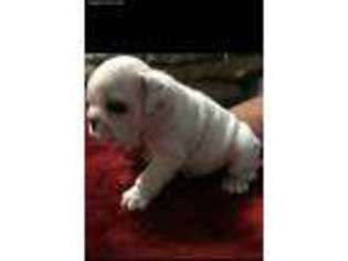 Bulldog Puppy for sale in Carrollton, GA, USA