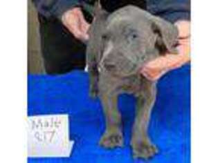 Weimaraner Puppy for sale in Hillsboro, OH, USA