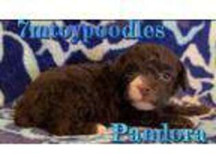 Mutt Puppy for sale in Sterling, OK, USA