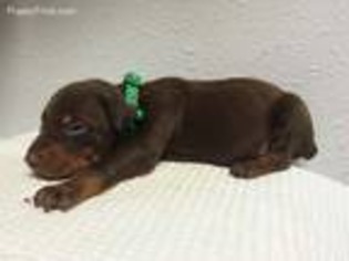 Doberman Pinscher Puppy for sale in Trenton, FL, USA