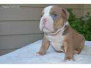 Olde English Bulldogge Puppy for sale in Cave Junction, OR, USA