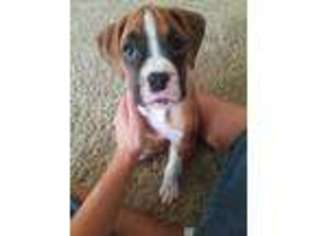 Boxer Puppy for sale in Hobart, IN, USA