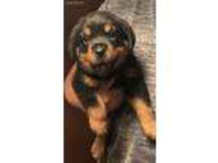 Rottweiler Puppy for sale in Hobbs, NM, USA