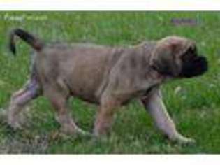 Medium Photo #1 Mastiff Puppy For Sale in Reynoldsburg, OH, USA