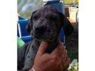 Great Dane Puppy for sale in RICHMOND, VA, USA