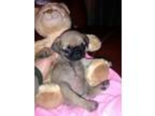 Pug Puppy for sale in Williamsburg, OH, USA