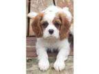 Cavalier King Charles Spaniel Puppy for sale in Stamping Ground, KY, USA