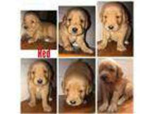Golden Retriever Puppy for sale in Sycamore, OH, USA