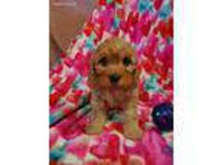 Cavapoo Puppy for sale in Hornbeak, TN, USA