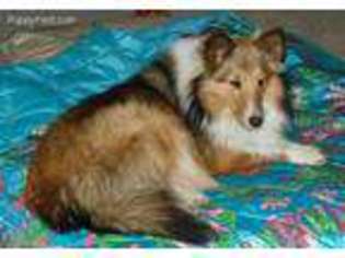 Shetland Sheepdog Puppy for sale in Paw Paw, WV, USA