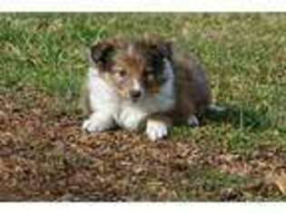 Shetland Sheepdog Puppy for sale in Bowling Green, KY, USA