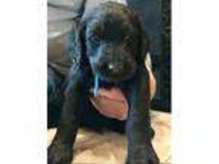 Labradoodle Puppy for sale in Blair, NE, USA