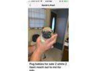 Pug Puppy for sale in Sparks, NV, USA
