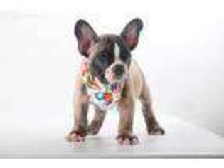 French Bulldog Puppy for sale in Attleboro, MA, USA