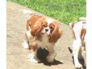 Cavalier King Charles Spaniel Puppy for sale in Battle Ground, WA, USA