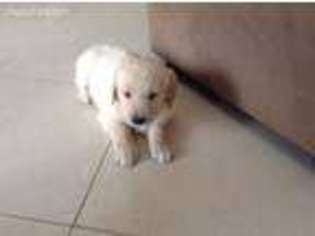 Golden Retriever Puppy for sale in New City, NY, USA