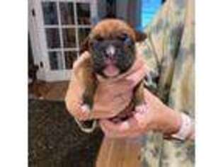 Boxer Puppy for sale in Chester, MD, USA