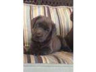 Labrador Retriever Puppy for sale in Needville, TX, USA