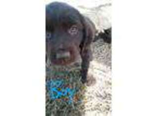 Boykin Spaniel Puppy for sale in Wheatland, WY, USA