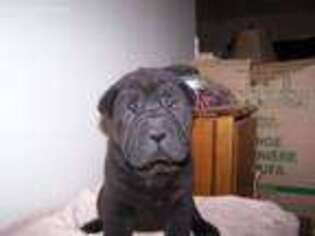 Mutt Puppy for sale in Franklin, OH, USA