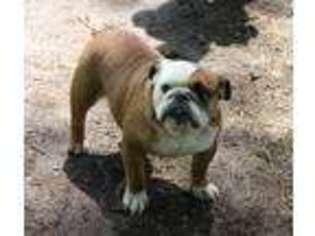 Bulldog Puppy for sale in Wilkes Barre, PA, USA