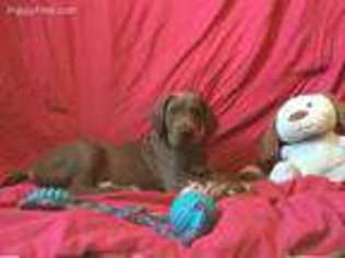 Great Dane Puppy for sale in Grandville, MI, USA