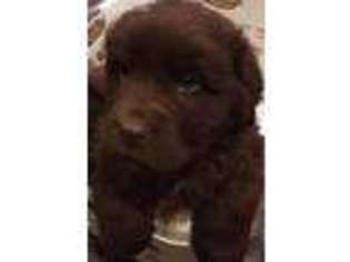Newfoundland Puppy for sale in Cable, OH, USA