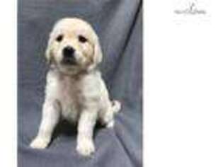 Golden Retriever Puppy for sale in Kansas City, MO, USA
