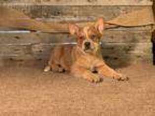 Australian Cattle Dog Puppy for sale in Rutledge, TN, USA