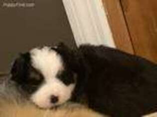 Miniature Australian Shepherd Puppy for sale in Rexford, NY, USA