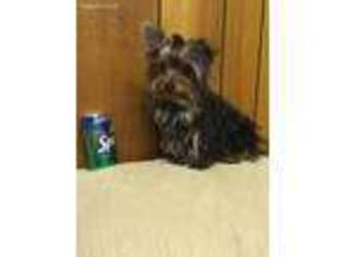 Yorkshire Terrier Puppy for sale in Harlingen, TX, USA