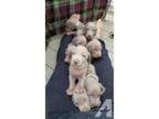 Weimaraner Puppy for sale in NORTH EAST, PA, USA