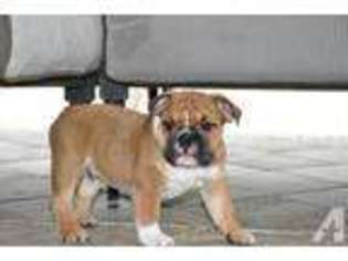 Bulldog Puppy for sale in PARRISH, FL, USA