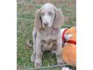 Weimaraner Puppy for sale in Hardyville, KY, USA