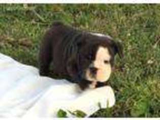 Bulldog Puppy for sale in Stilwell, OK, USA