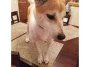 Shiba Inu Puppy for sale in East Hartford, CT, USA