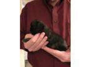 Brussels Griffon Puppy for sale in Martinsburg, WV, USA