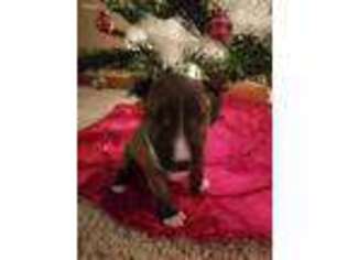 Bull Terrier Puppy for sale in Bryan, OH, USA