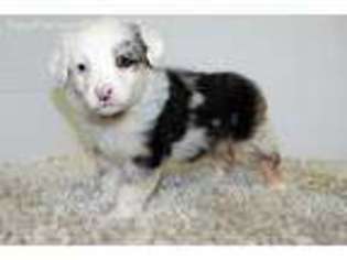 Anatolian Shepherd Puppy for sale in Ivanhoe, TX, USA