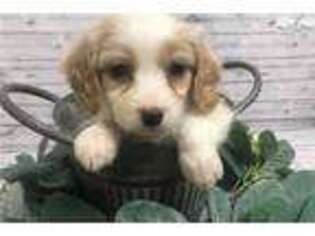 Cavapoo Puppy for sale in Hattiesburg, MS, USA